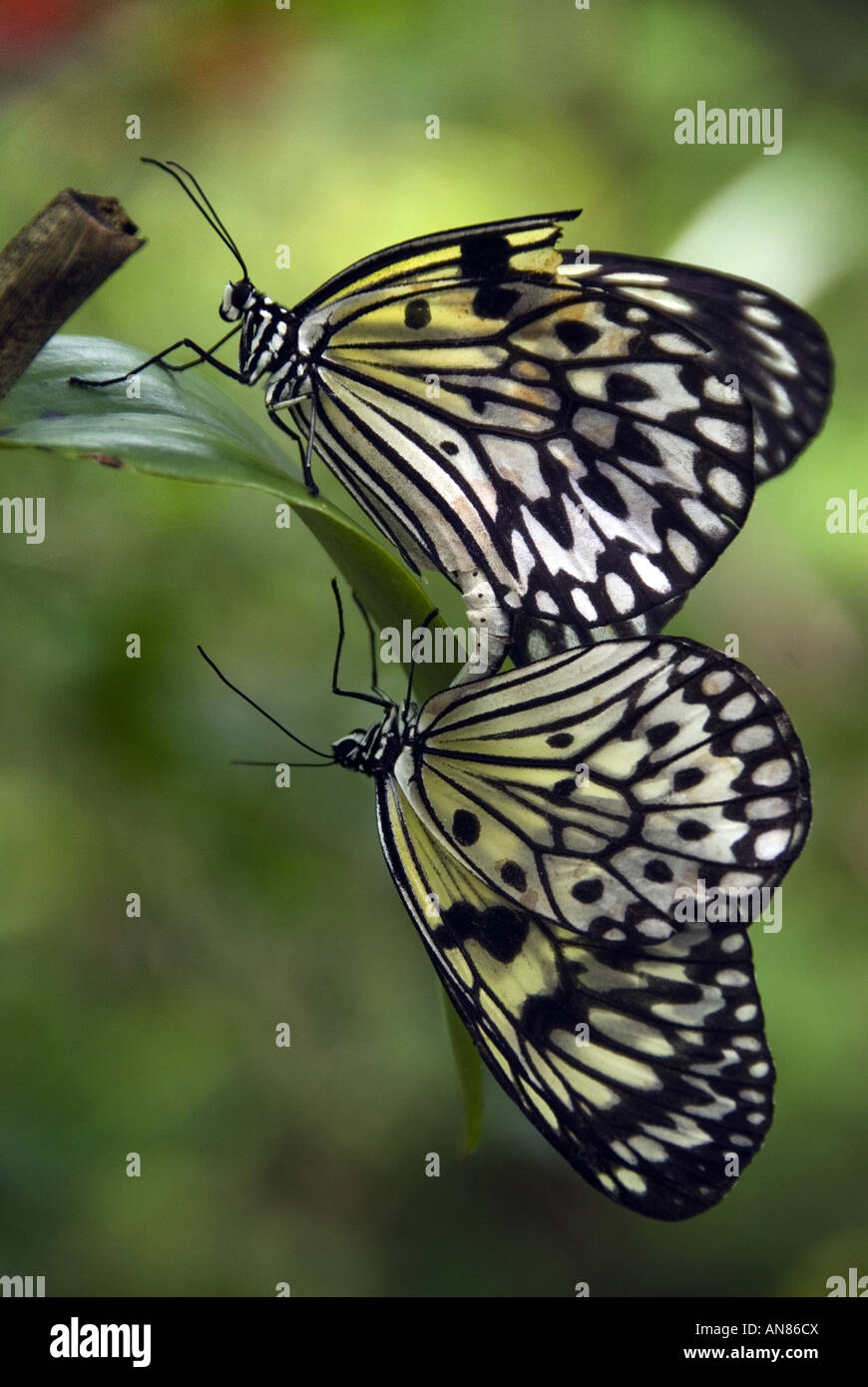 Farfalle di accoppiamento contro lo sfondo di colore verde Foto Stock