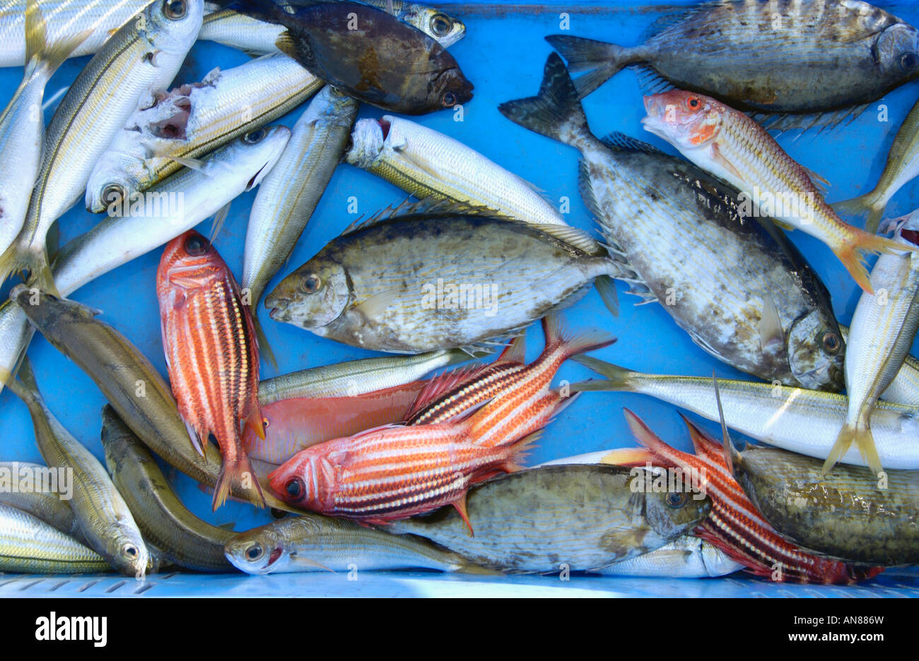 Tipico delle catture di pesci di piccole dimensioni dai pescatori locali a città di Paralimni rifugio di pesca sull'isola Mediterranea di Cipro Foto Stock