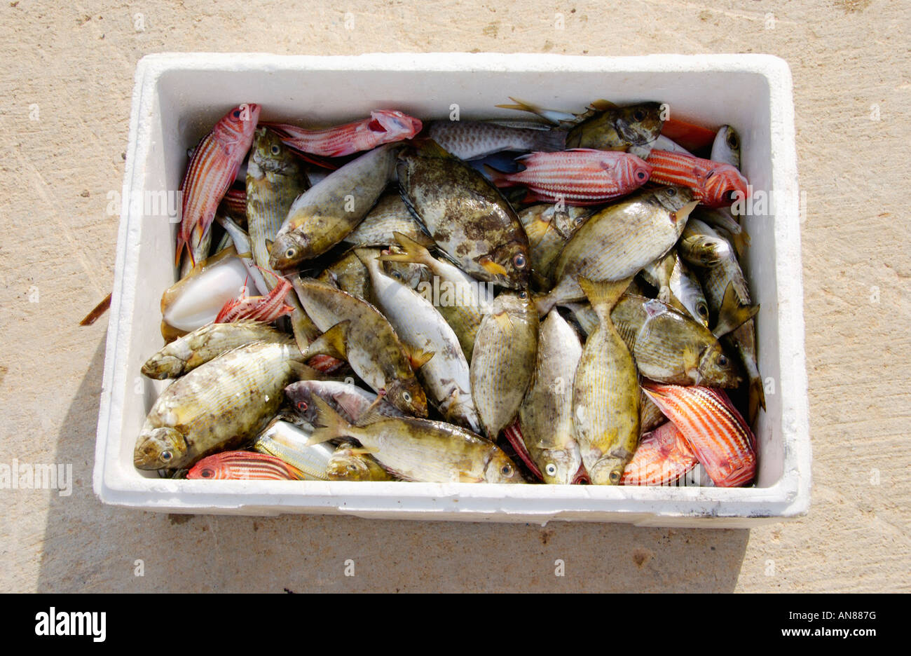 Tipico delle catture di pesci di piccole dimensioni dai pescatori locali a città di Paralimni rifugio di pesca sull'isola Mediterranea di Cipro Foto Stock