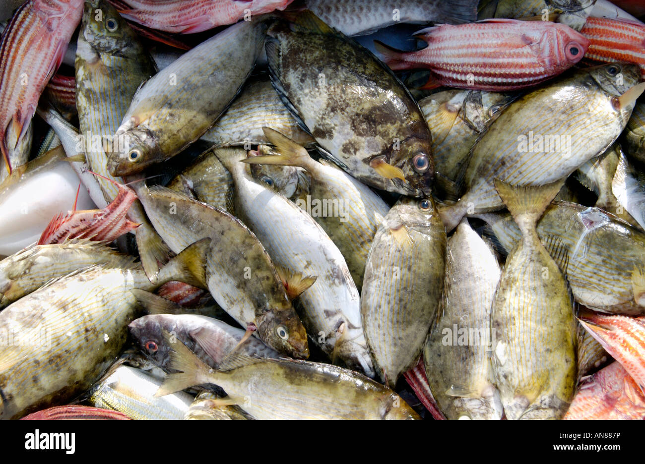 Tipico delle catture di pesci di piccole dimensioni dai pescatori locali a città di Paralimni rifugio di pesca sull'isola Mediterranea di Cipro Foto Stock