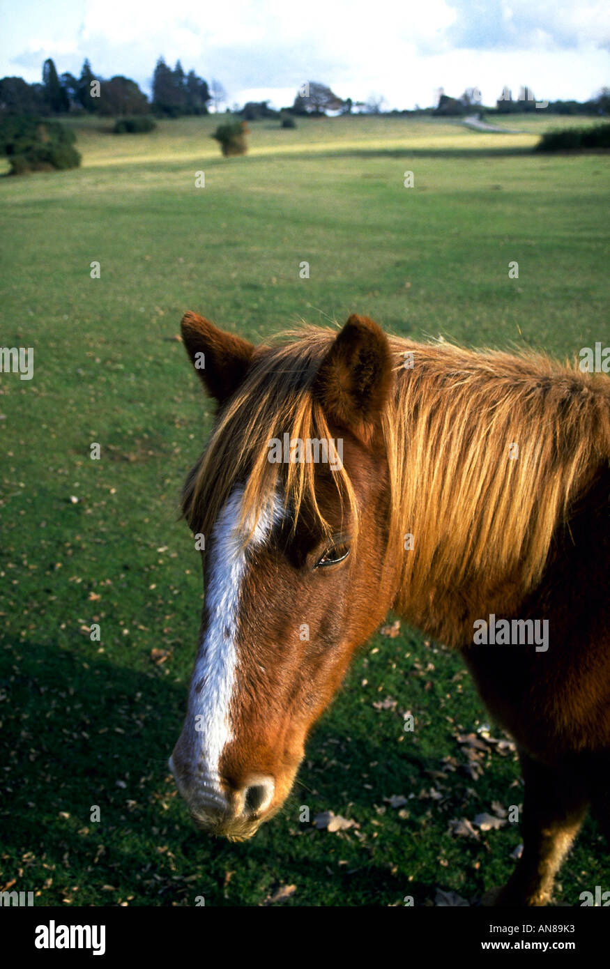 Il marrone e bianco capo di una nuova foresta pony Foto Stock