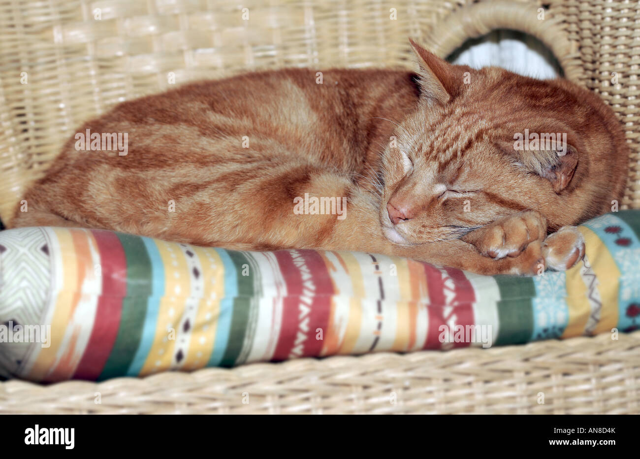 Lo zenzero a pelo cat Foto Stock