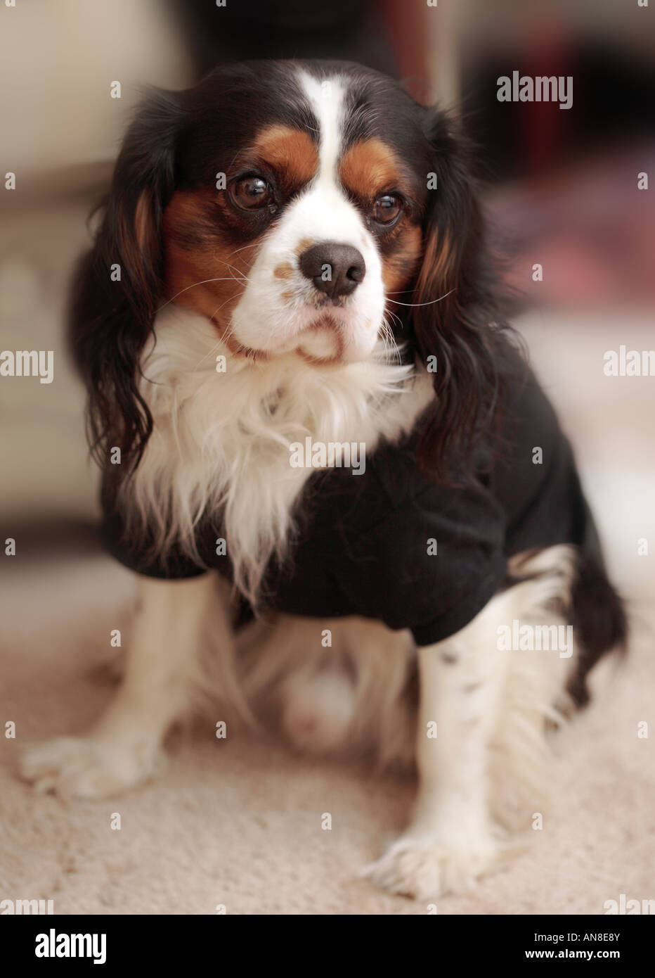 King Charles Spaniel in t-shirt Foto Stock