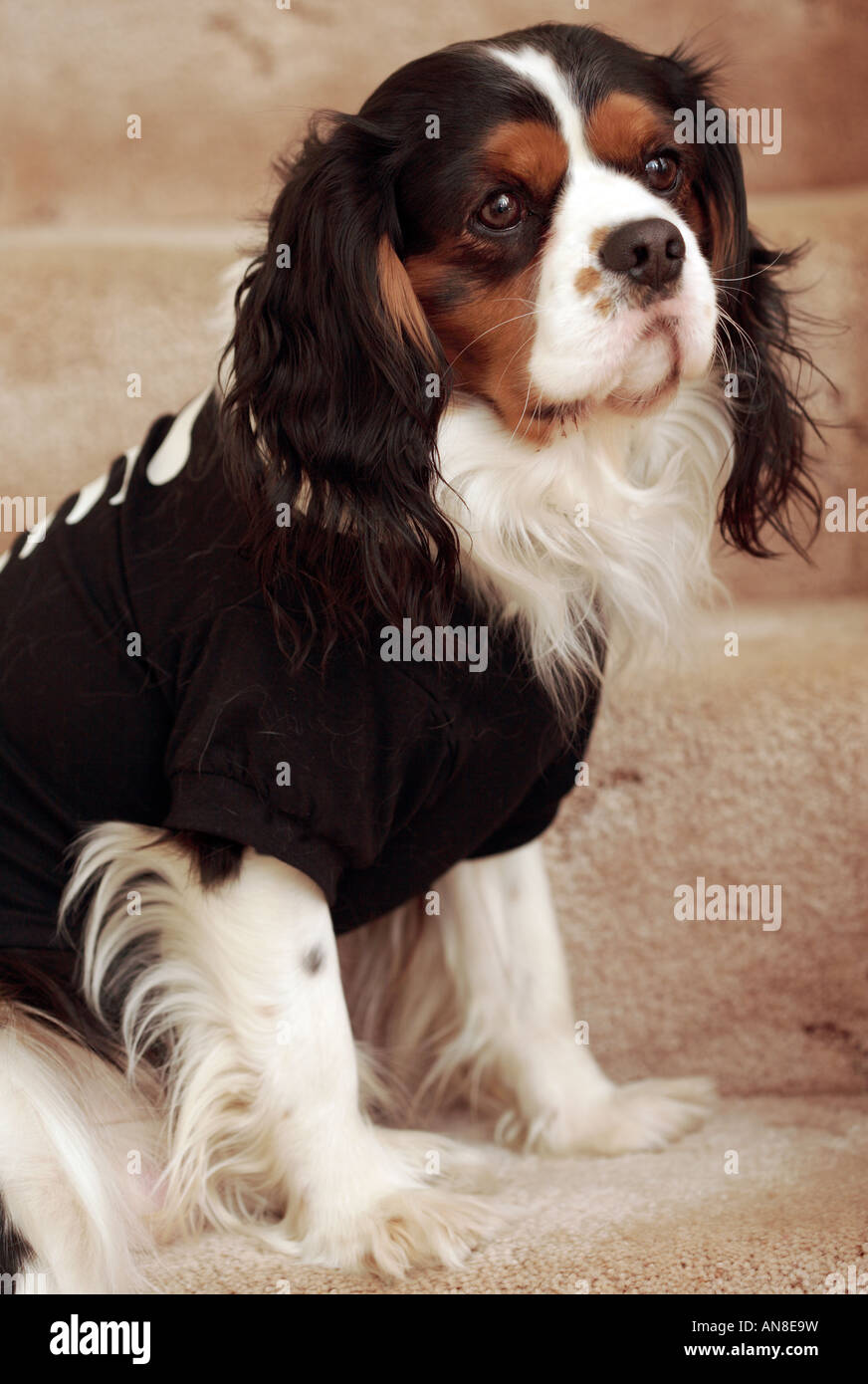 King Charles Spaniel in t-shirt Foto Stock