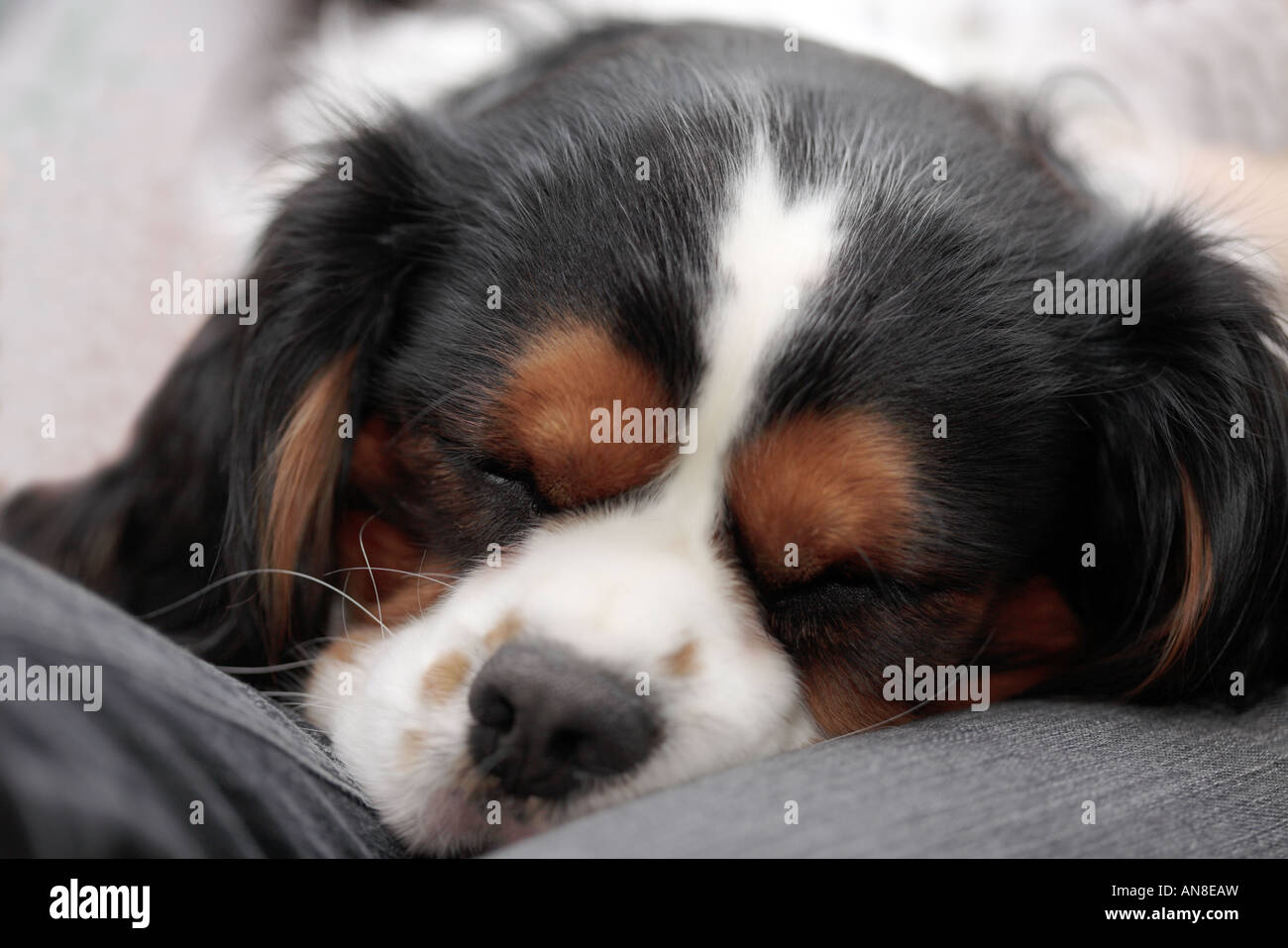 King Charles Spaniel cane dormire Foto Stock