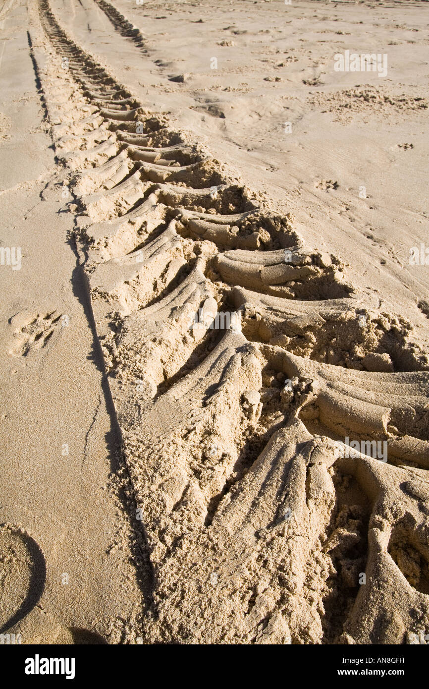 Ruota del trattore le tracce in spiaggia dorata sabbia Foto Stock