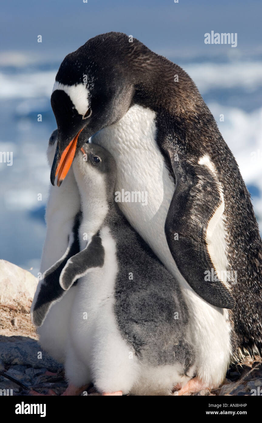 Antartide pinguino Gentoo per adulti e pulcini Foto Stock