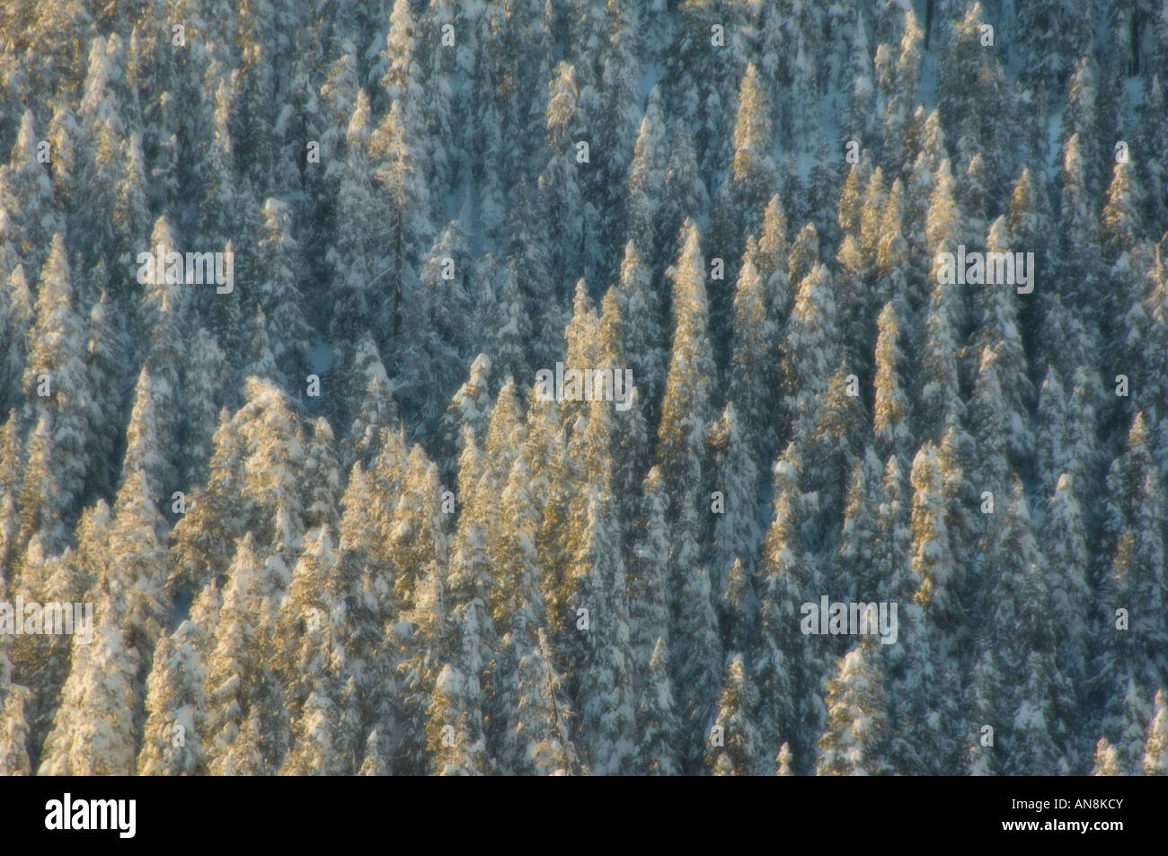 Inverno alberi con neve fresca, Snoqualmie Pass, nello Stato di Washington, Cascade Mountains USA Soft-focus Foto Stock