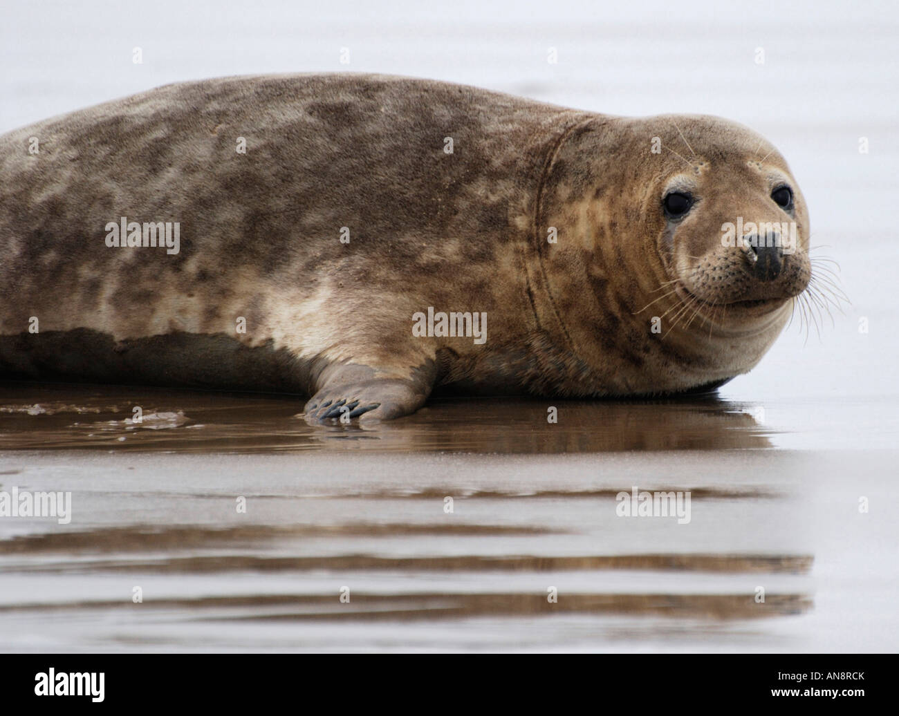 Atlantico guarnizione grigio, Donna Nook, Lincolnshire Foto Stock