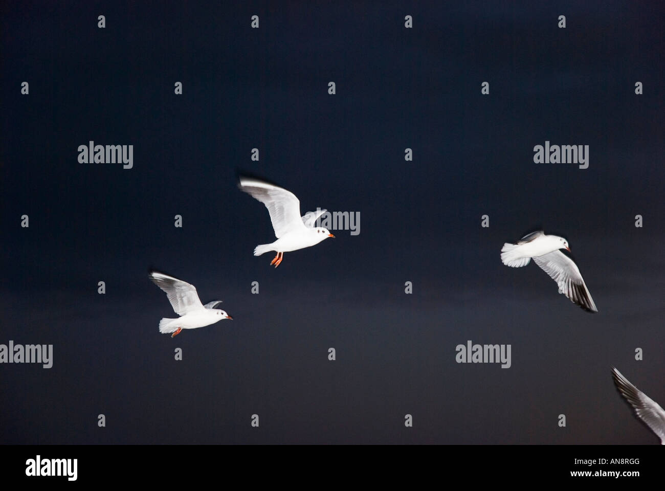 Un colore immagine orizzontale di un gregge di gabbiani volare nel cielo notturno. Foto Stock