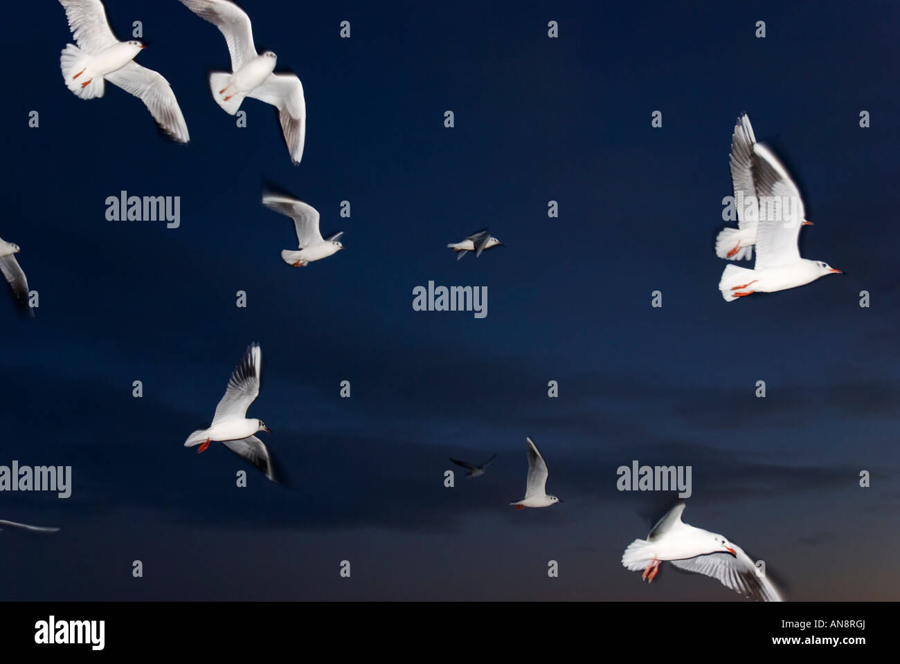 Un colore immagine orizzontale di gabbiani che vola in prima serata. Foto Stock