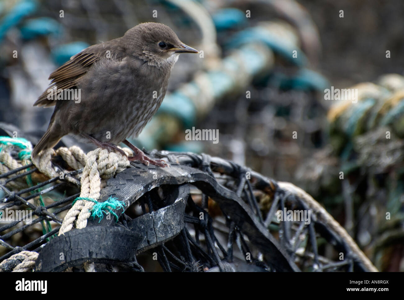 Giovani starling su reti di granchio Foto Stock