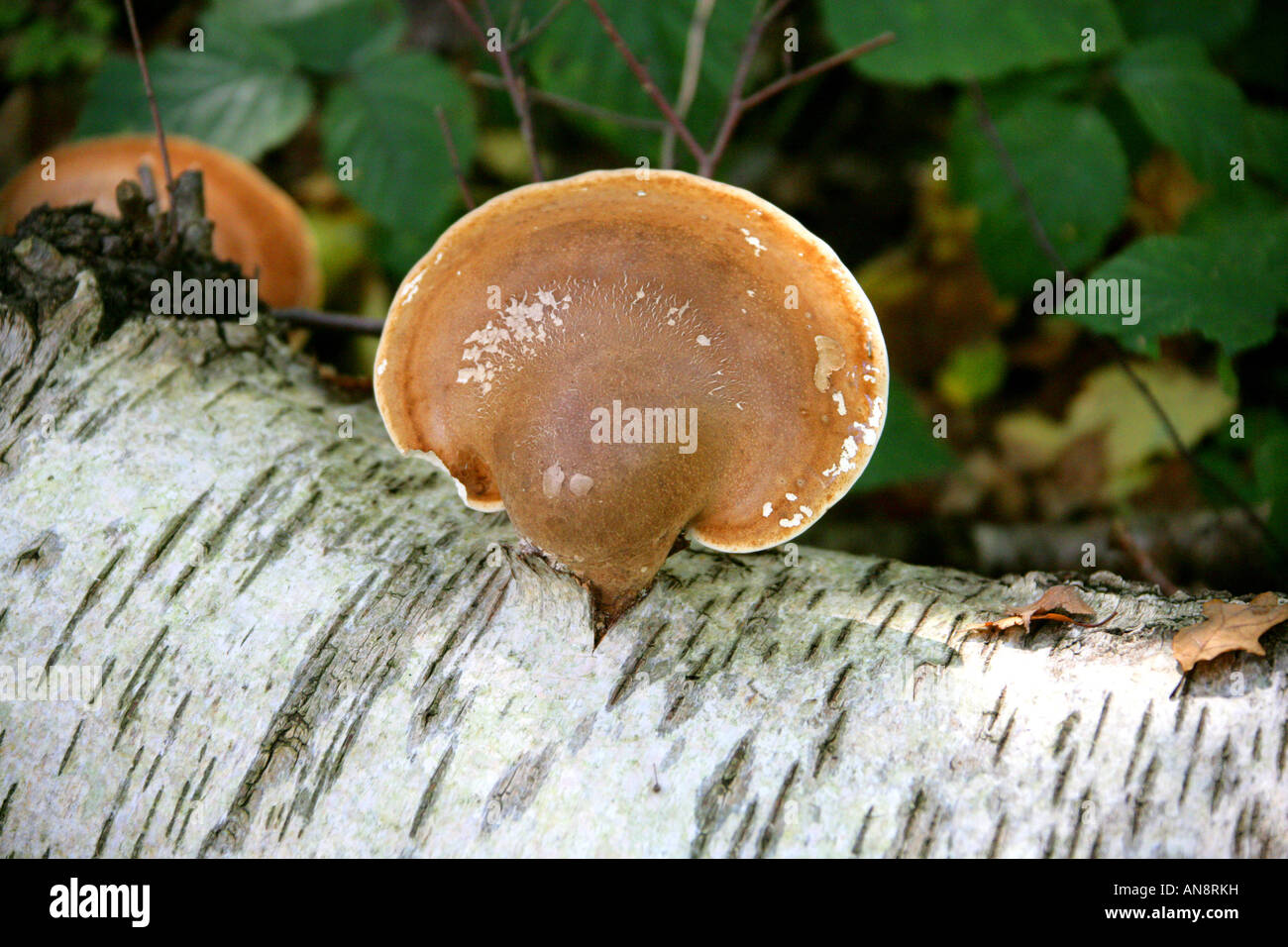 Birch Polypore o Razorstrop fungo, Piptoporus betulinus, Fomitopsidaceae. Foto Stock