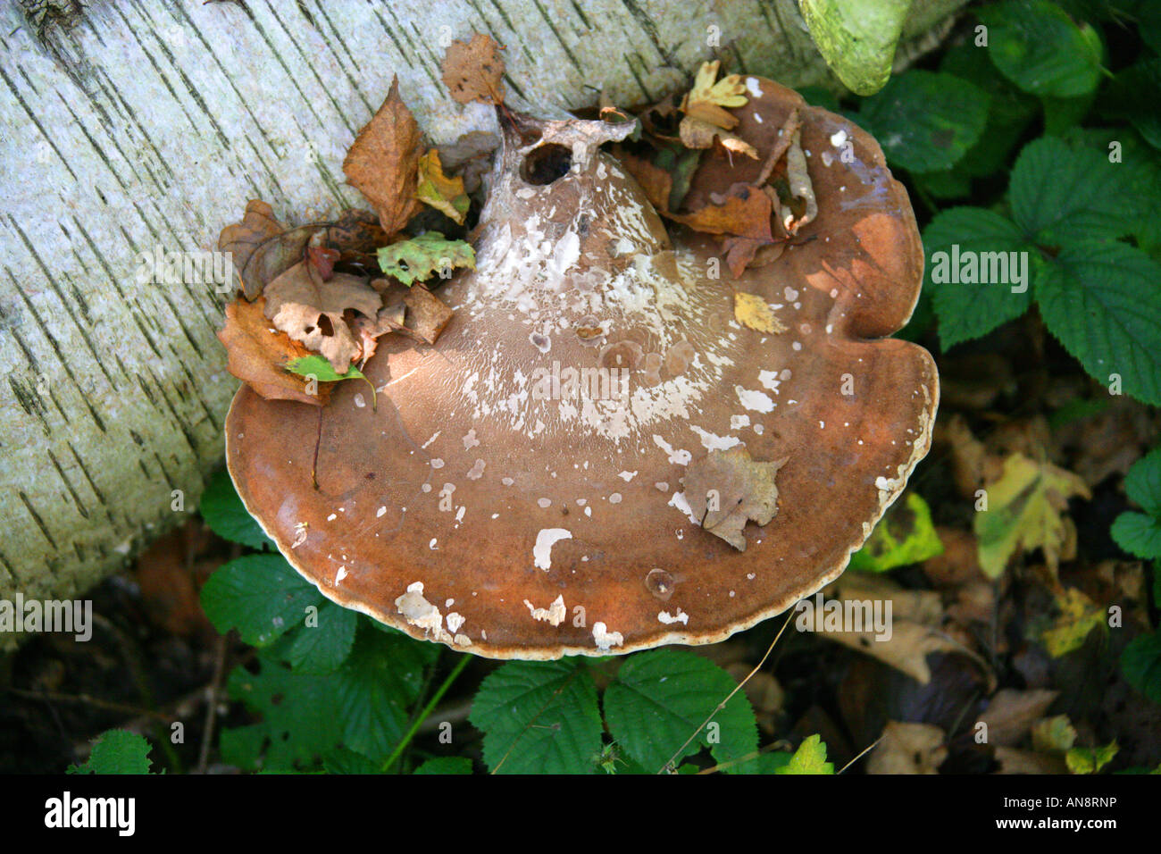 Birch Polypore o Razorstrop fungo, Piptoporus betulinus, Fomitopsidaceae. Foto Stock