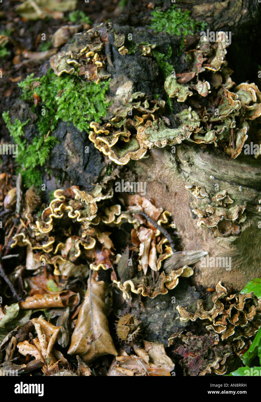 Staffa bitorzoluto fungo Trametes gibbosa Foto Stock