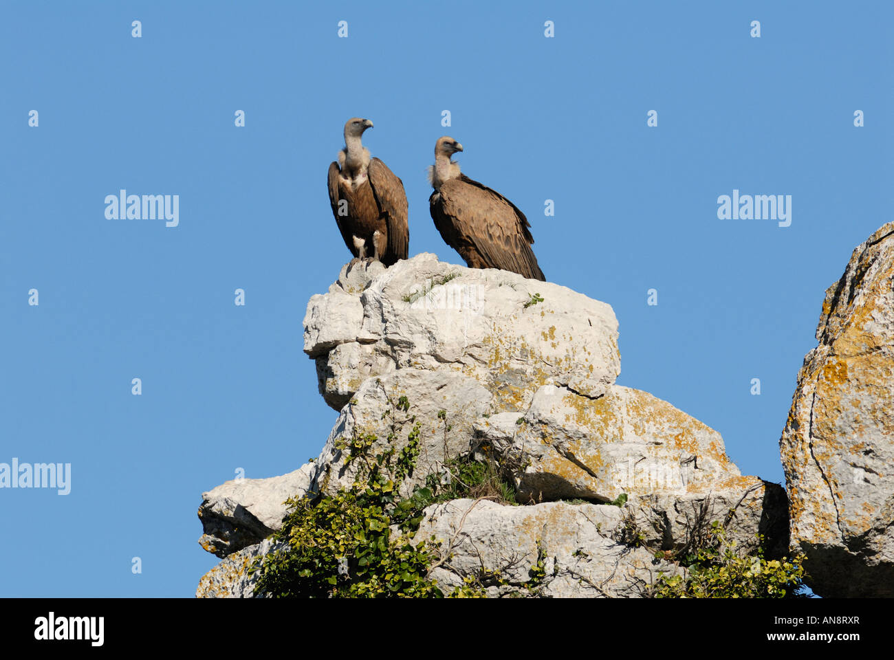 2 Adult Grifoni in appoggio sul grande masso Foto Stock