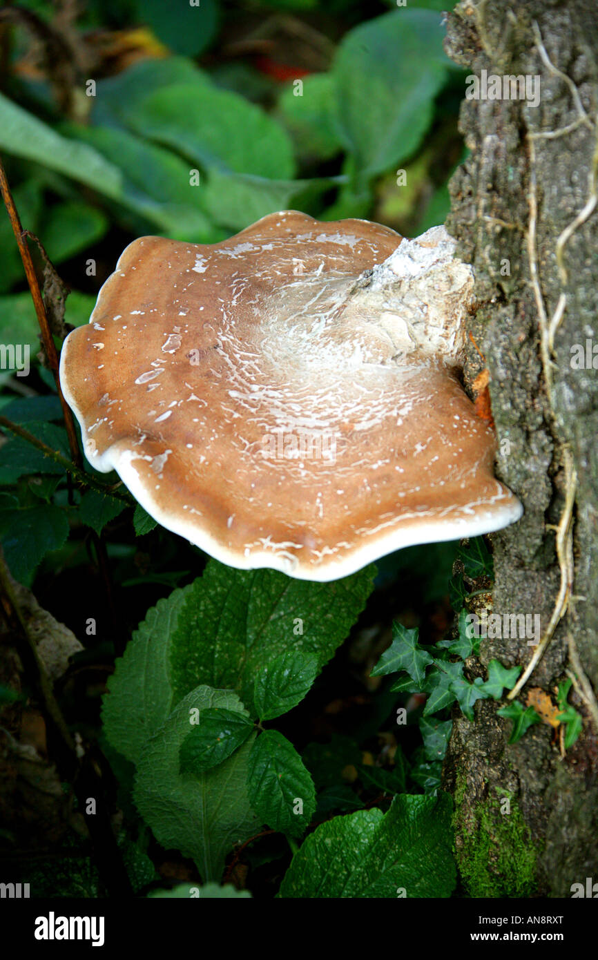 Birch Polypore o Razorstrop fungo, Piptoporus betulinus, Fomitopsidaceae. Foto Stock