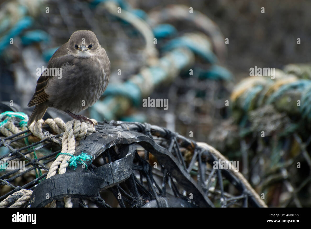 Giovani starling su reti di granchio nella nuova foresta, hampshire, Regno Unito Foto Stock