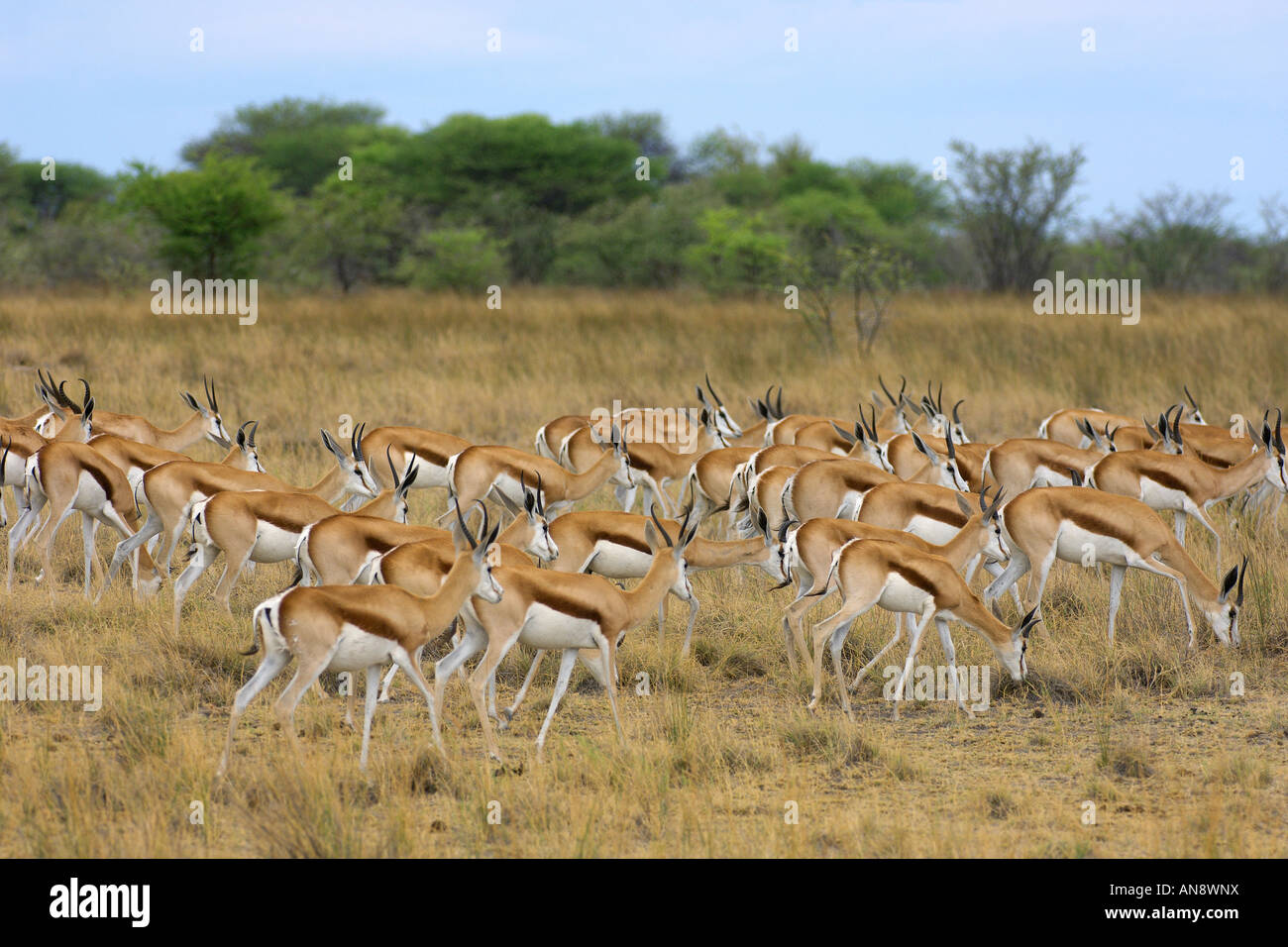 Allevamento di springbok Antidorcas marsupialis pascolo di Etosha National Park Namibia Novembre Foto Stock