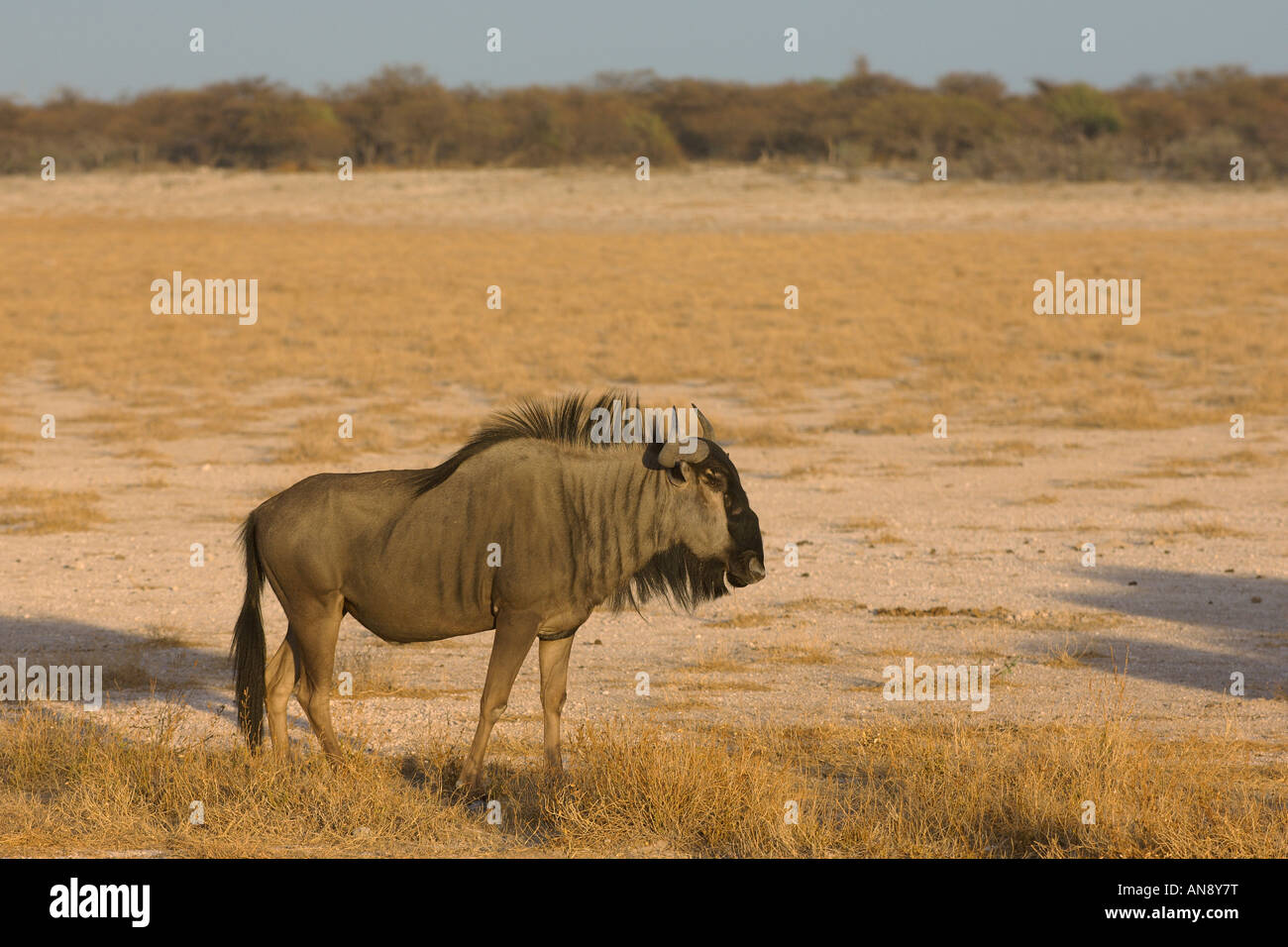Blue gnu Connochaetes taurinus adulto Etosha National Park Namibia Novembre Foto Stock