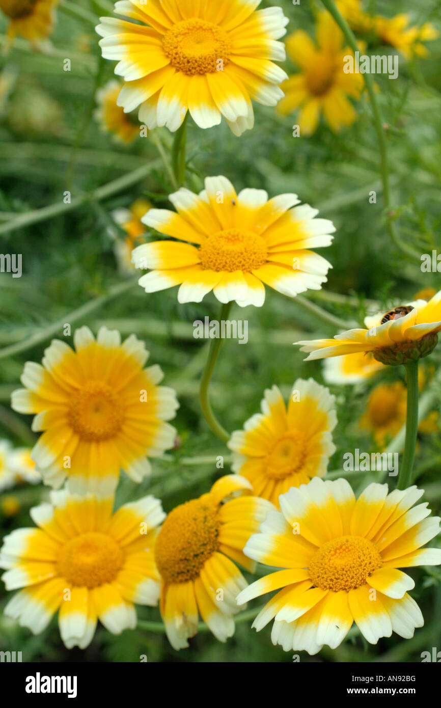 CHRYSANTHEMUM CORONARIUM CROWN DAISY O Chop Suey verdi Foto Stock