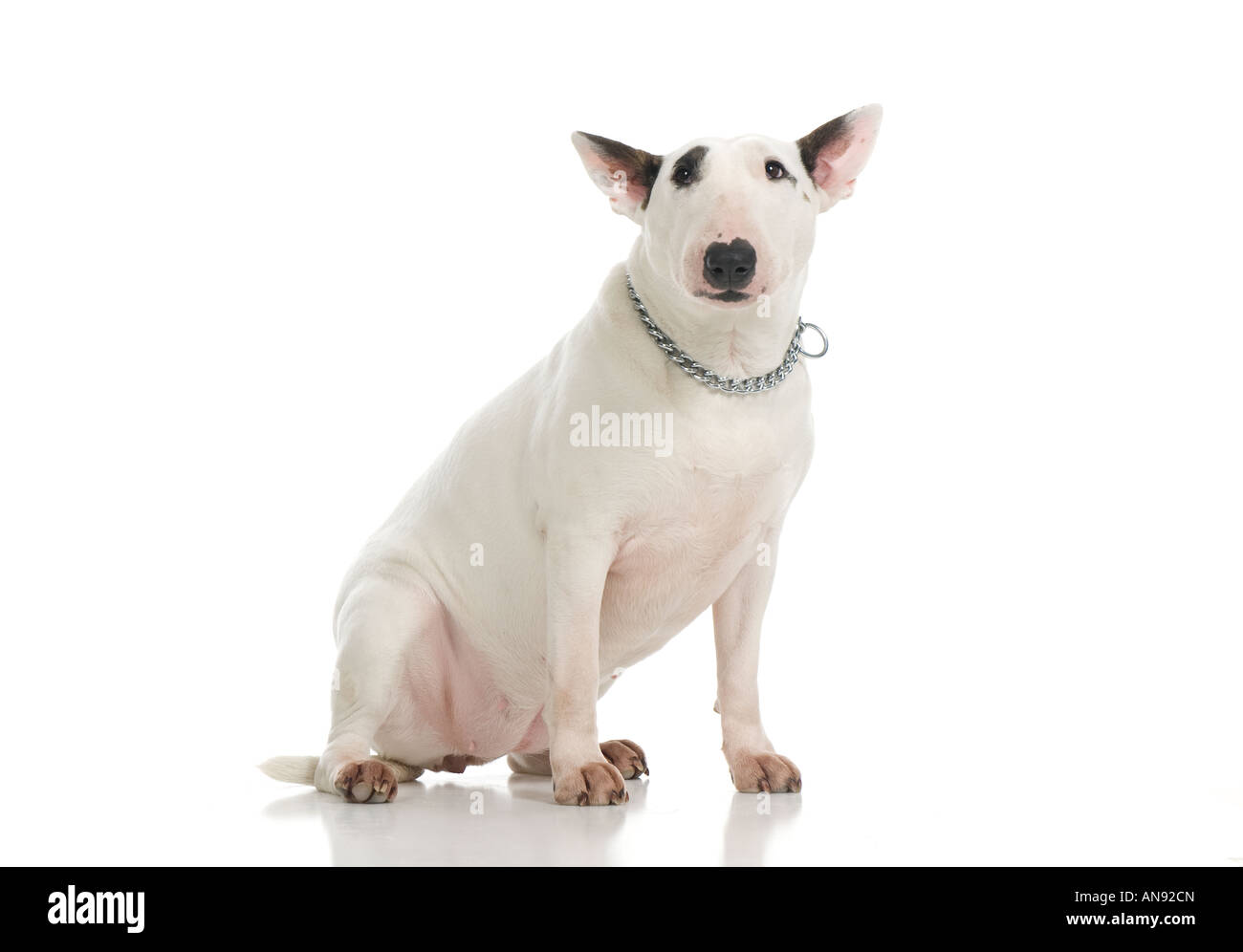 Inglese Bull Terrier Foto Stock