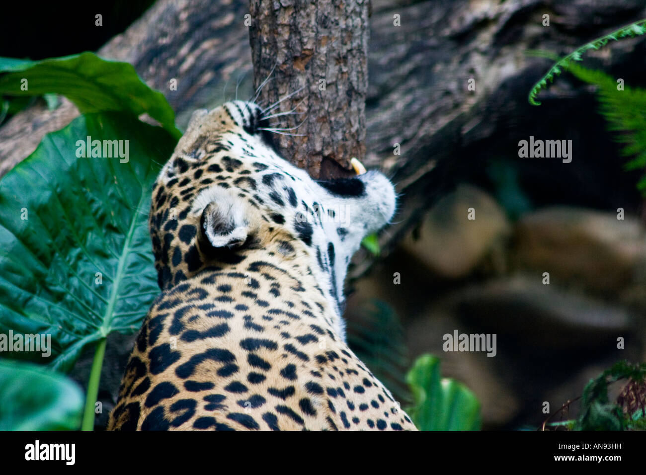 Siu Fa, Jaguar esercizio di Hong Kong Zoological e Giardino Botanico di Hong Kong Foto Stock