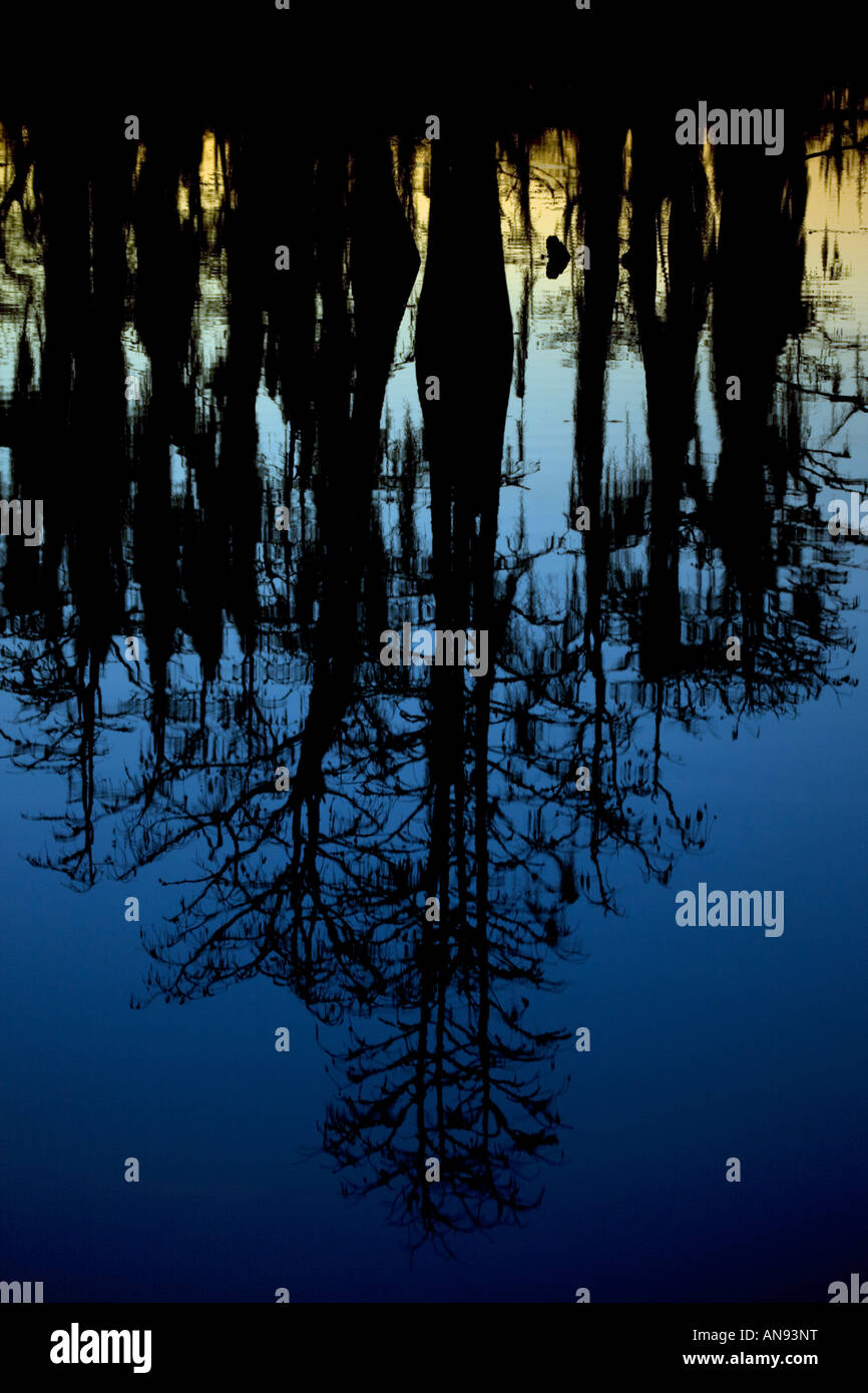 Cipresso calvo alberi riflessi nella Louisiana Swamp con muschio Spagnolo Louisiana USA Foto Stock