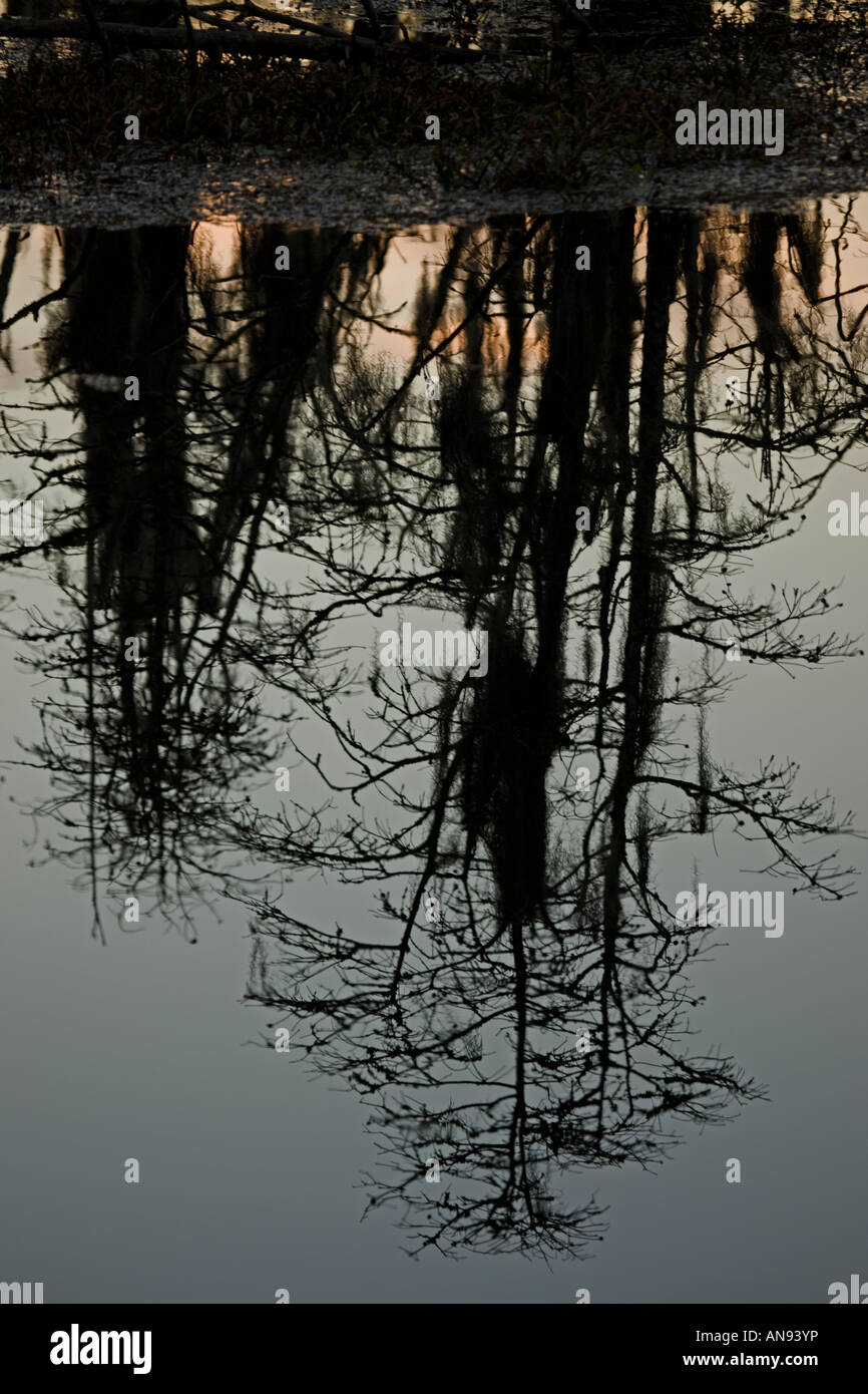 Cipresso calvo alberi Taxodium distichum riflessioni in Louisiana Swamp con muschio Spagnolo Louisiana USA Foto Stock