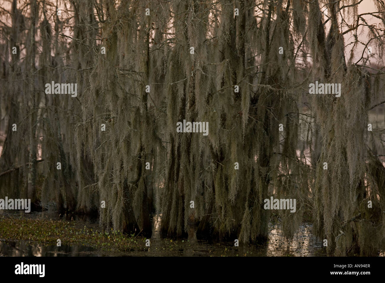 Cipresso calvo alberi (Taxodium distichum) in Louisiana Swamp - Louisiana USA - ricoperti di muschio Spagnolo Foto Stock