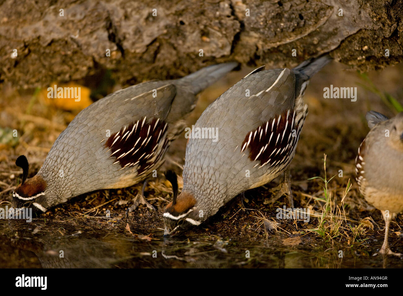 Gambel di quaglie (Callipepla gambelii) bere dal pool temporanei - Arizona - maschi Foto Stock