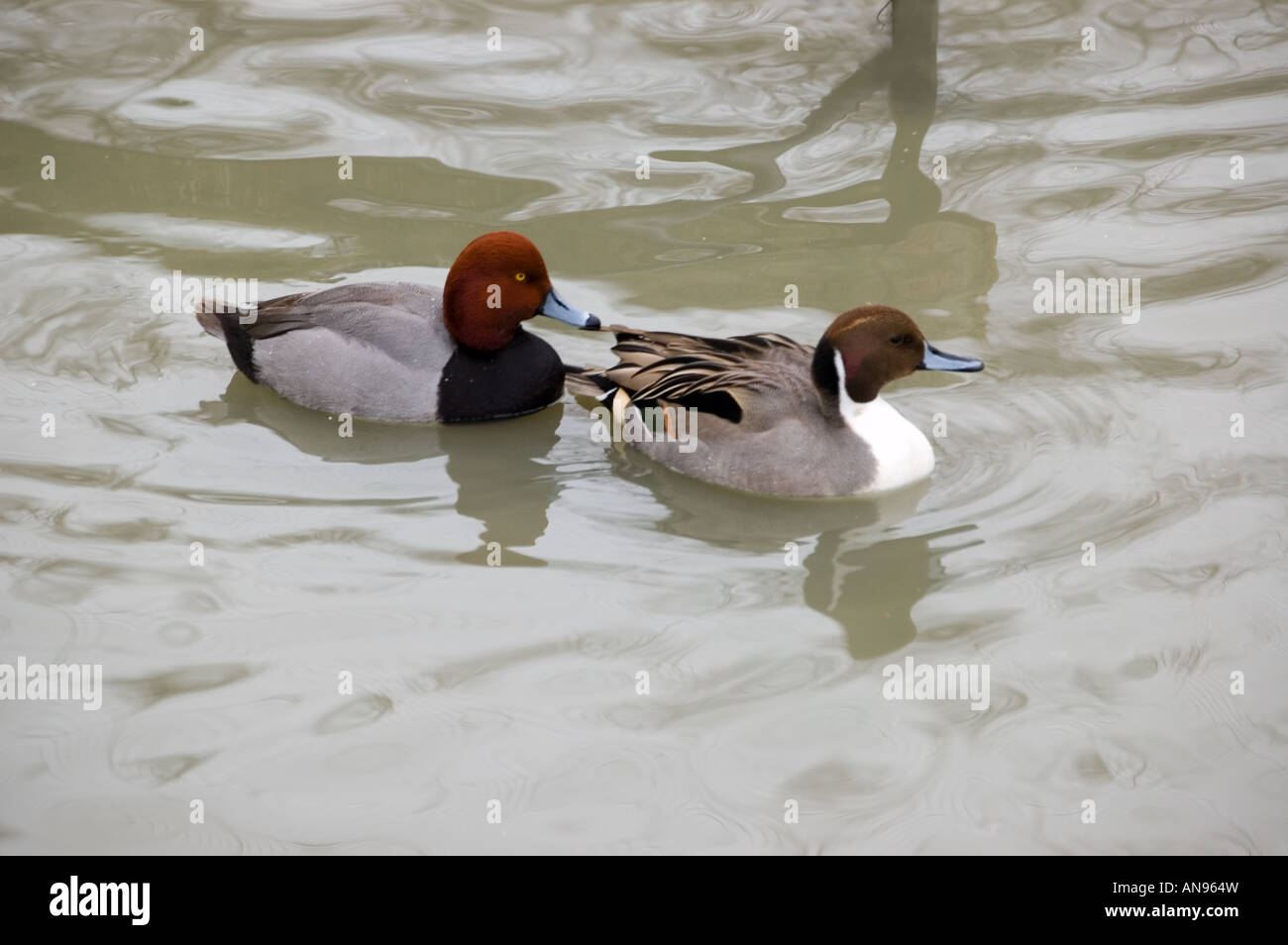 Una Rossa e Northern Pintail Duck in un stagno d'inverno. Foto Stock