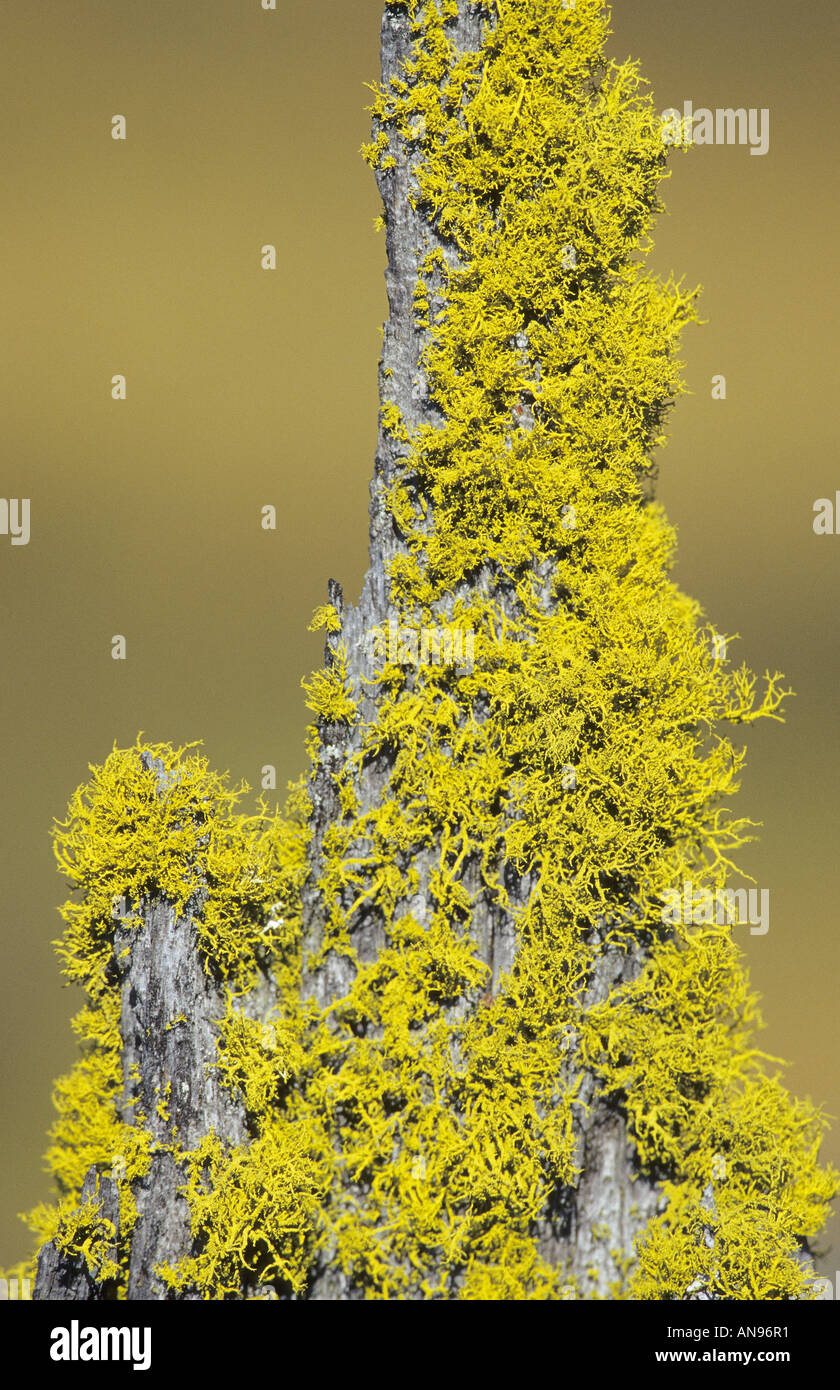 Letharia vulpina Foto Stock