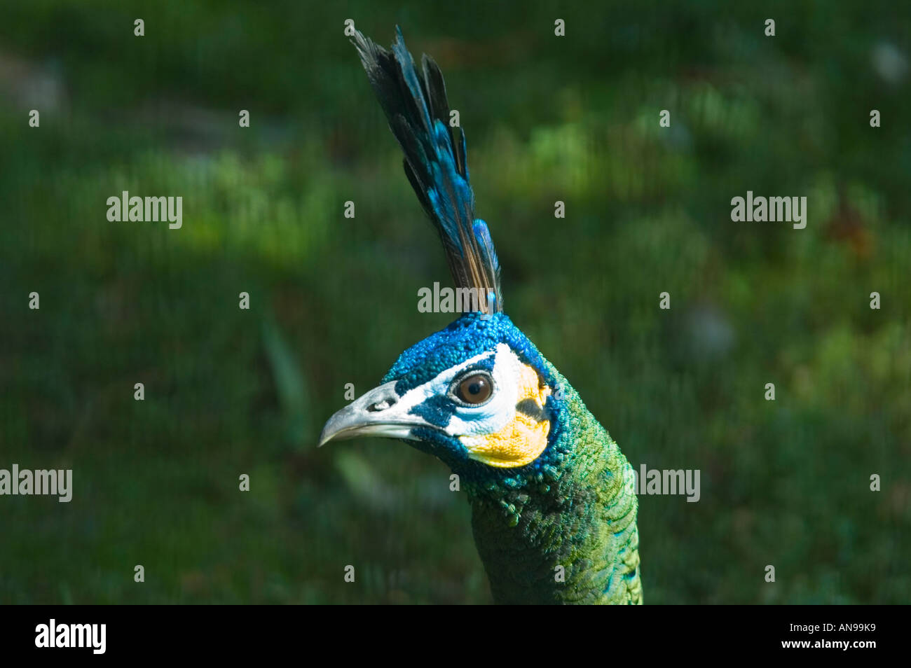 Chiudere orizzontale dei fantastici colori sulla testa di un maschio Peafowl verde [Pavo muticus] iridato al sole Foto Stock