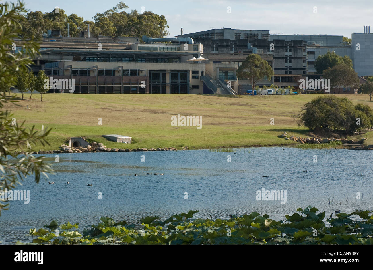 Lago all'interno di università paesaggistici suolo, con edifici accademici dietro. Sydney, Australia. Foto Stock