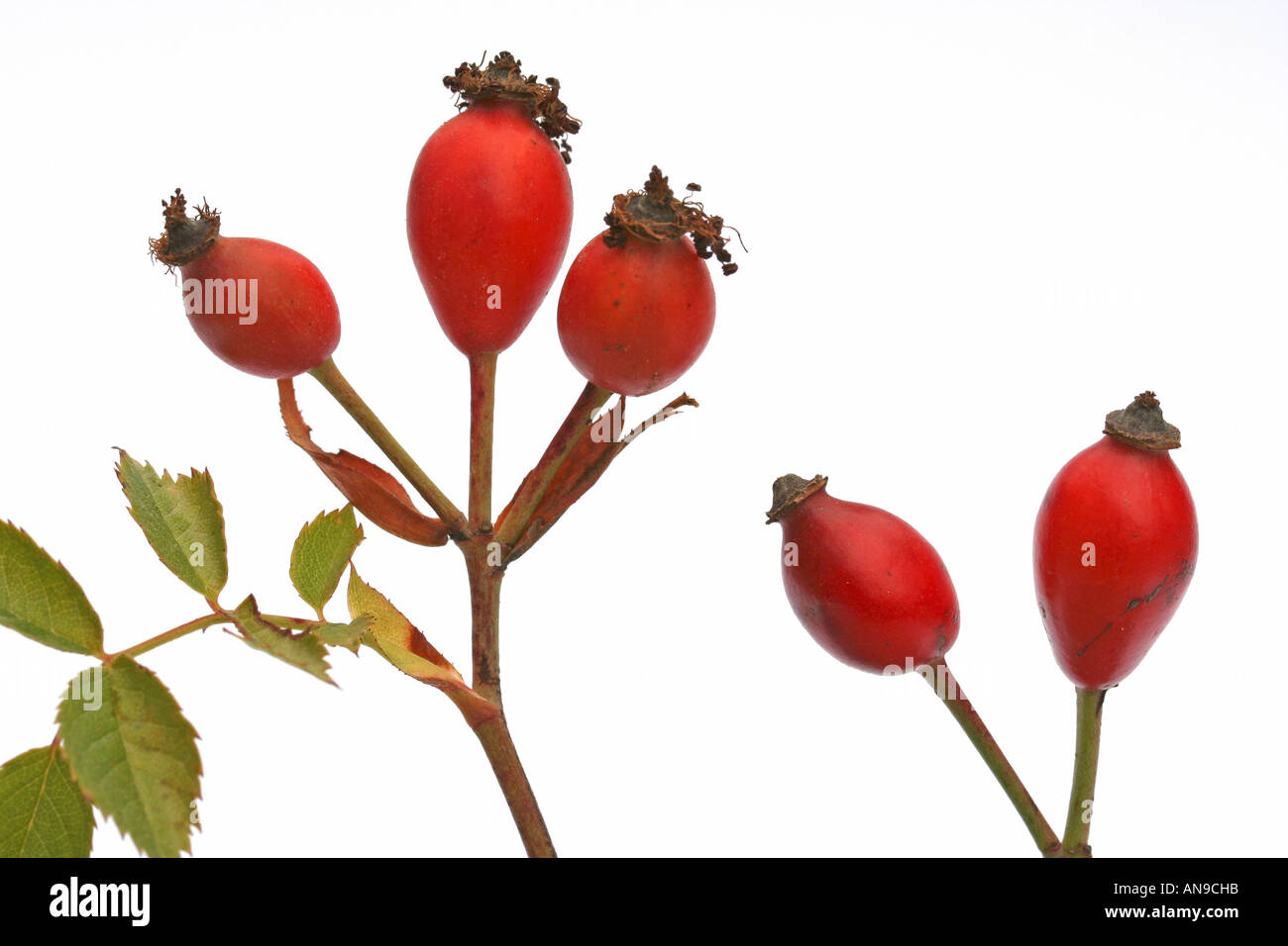 Cane rosa canina Rosa canina Foto Stock