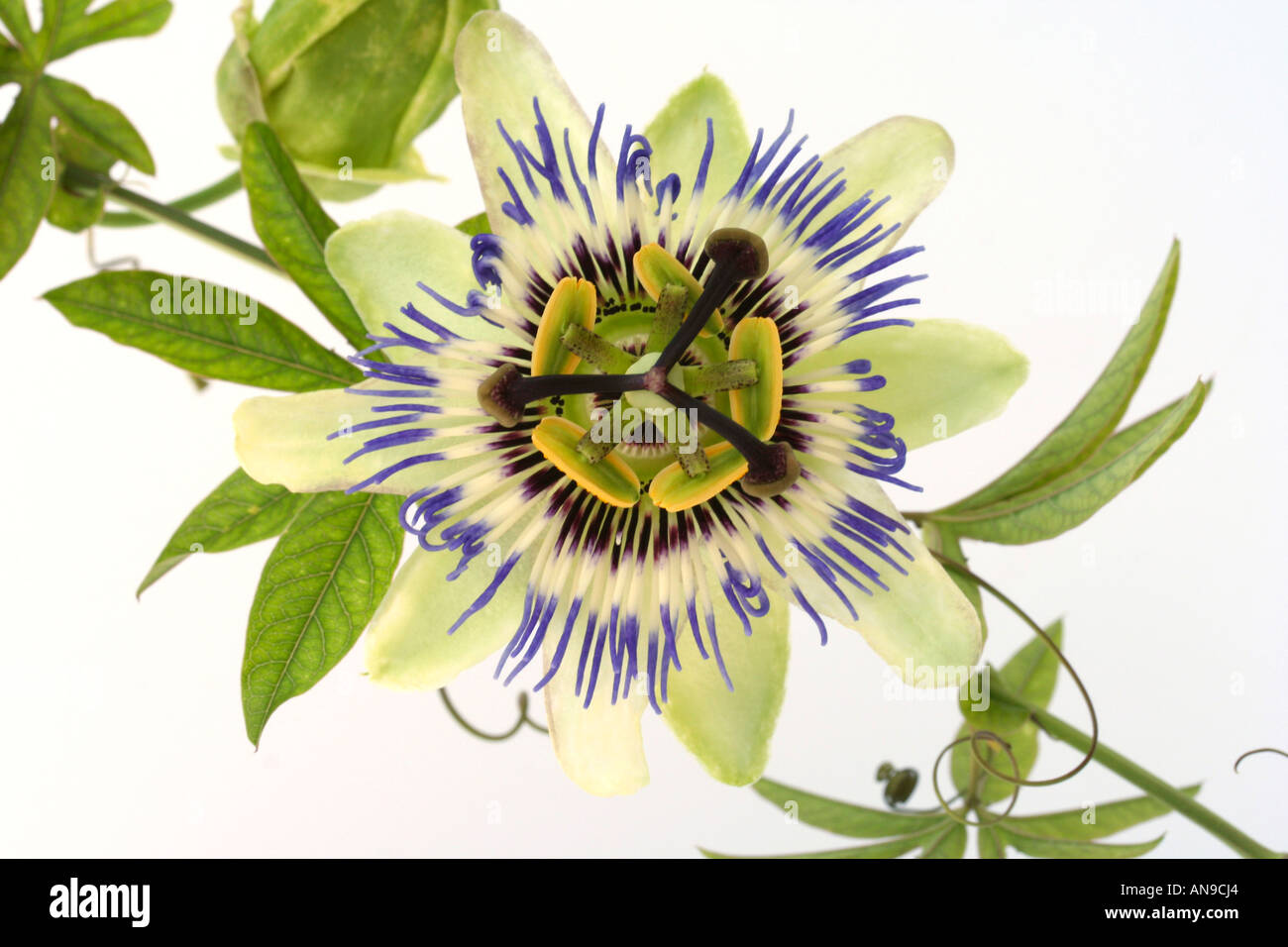 Fiore della passione Passiflora sp. Foto Stock