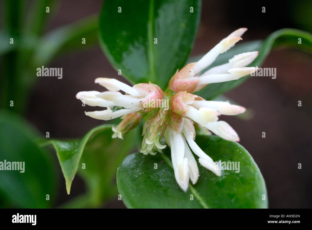 SARCOCOCCA RUSCIFOLIA CHINENSIS ha fragranti fiori bianchi IN INVERNO Foto Stock