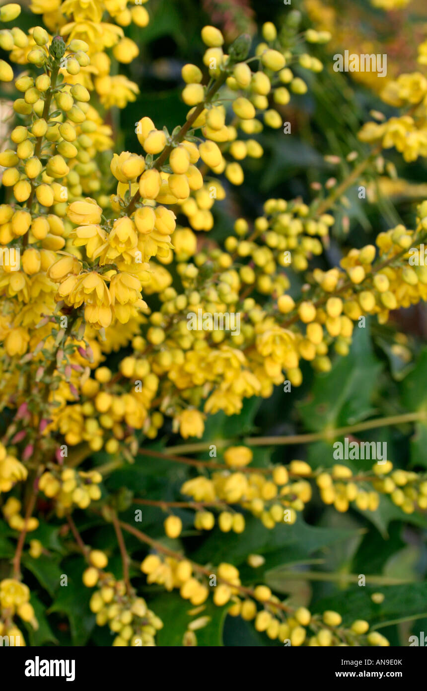 MAHONIA X MEDIA LIONEL FORTESCUE Foto Stock