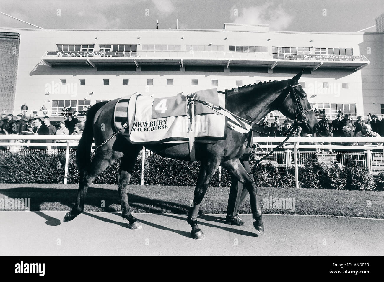 Il cavallo in paddock prima della gara a Newbury in Inghilterra i frequentatori di gara vengono a controllare i cavalli prima di scommesse Foto Stock