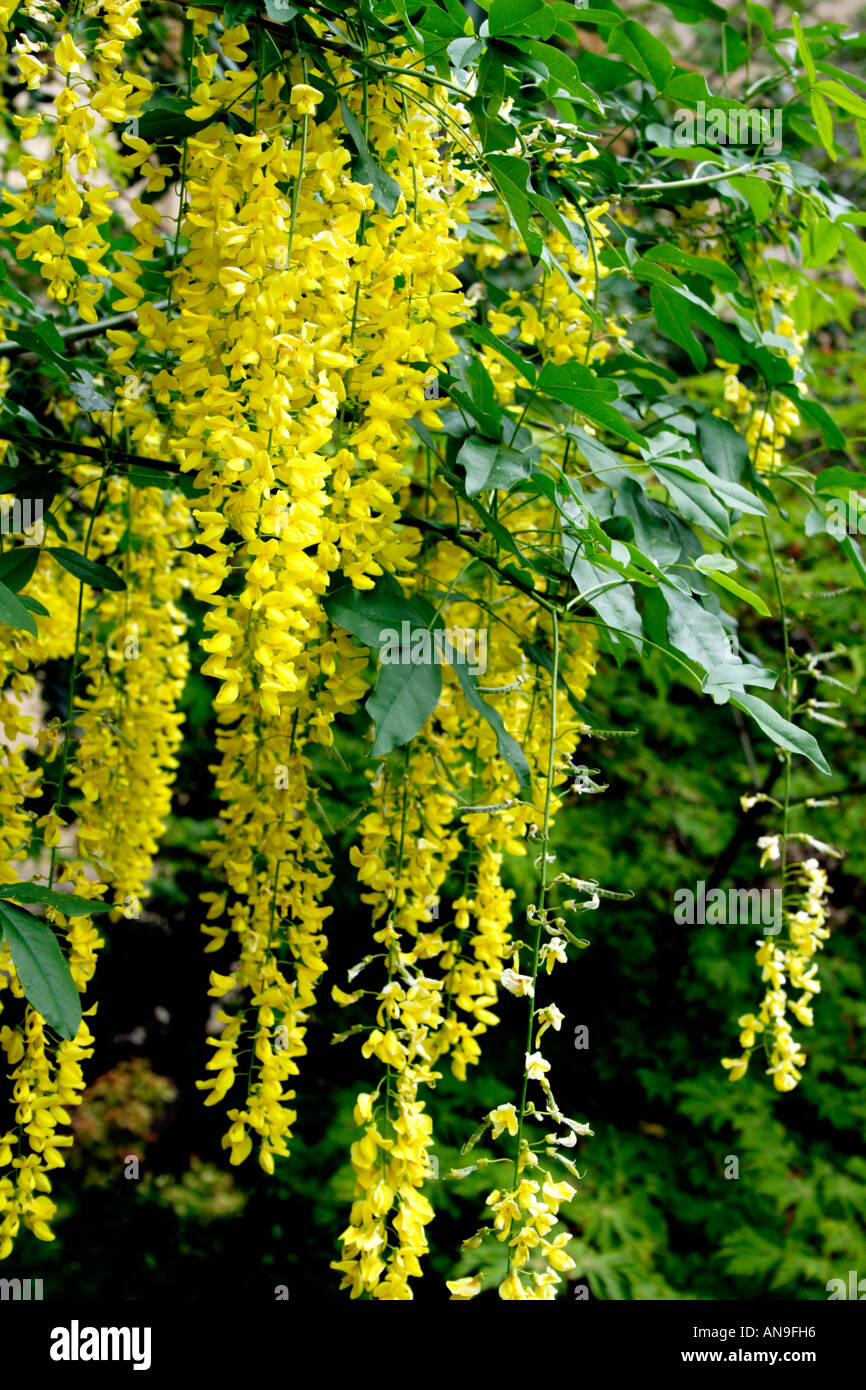 Albero di glicine giallo immagini e fotografie stock ad alta risoluzione -  Alamy