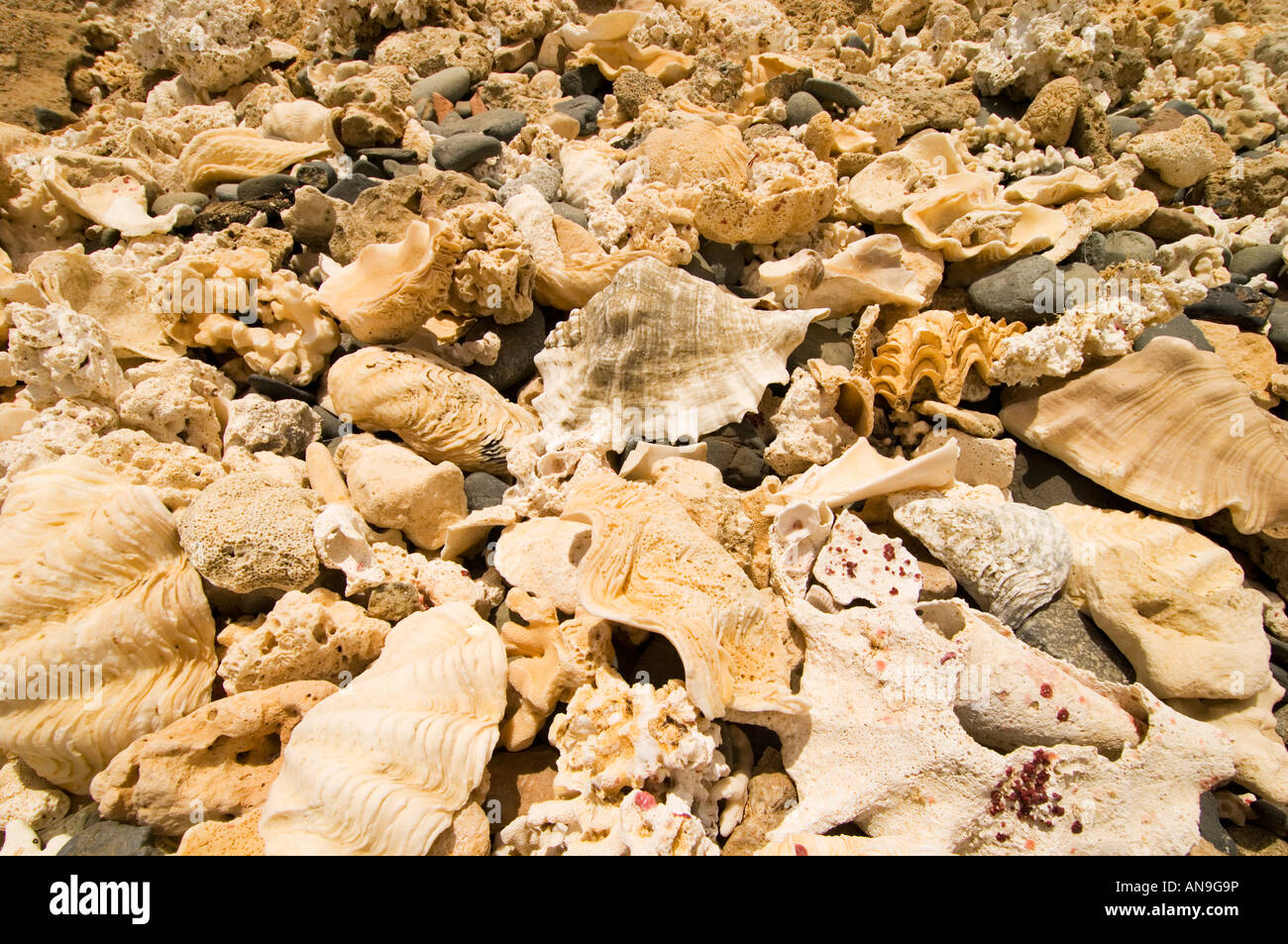 Coralli fossili pietrificati EGITTO MAR ROSSO Marsa Alam Marsa nakari costa paesaggio deserto coralli gusci essiccati a secco sulla spiaggia raccolta Foto Stock