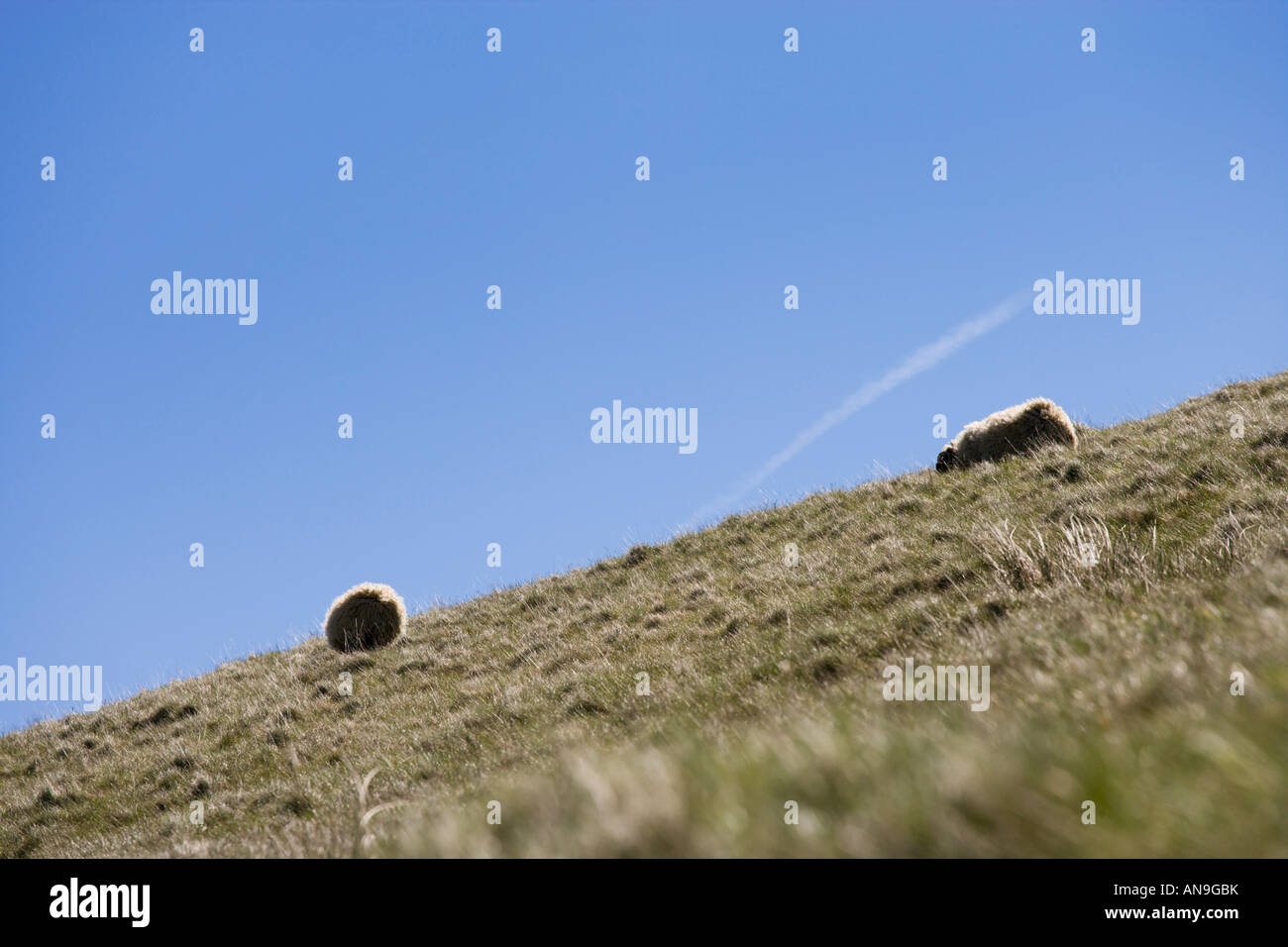 Due pecore stagliano contro il sole radente sui fianchi ripidi di 'Mam Tor' Mountain, il 'Peak District' DERBYSHIRE REGNO UNITO Foto Stock