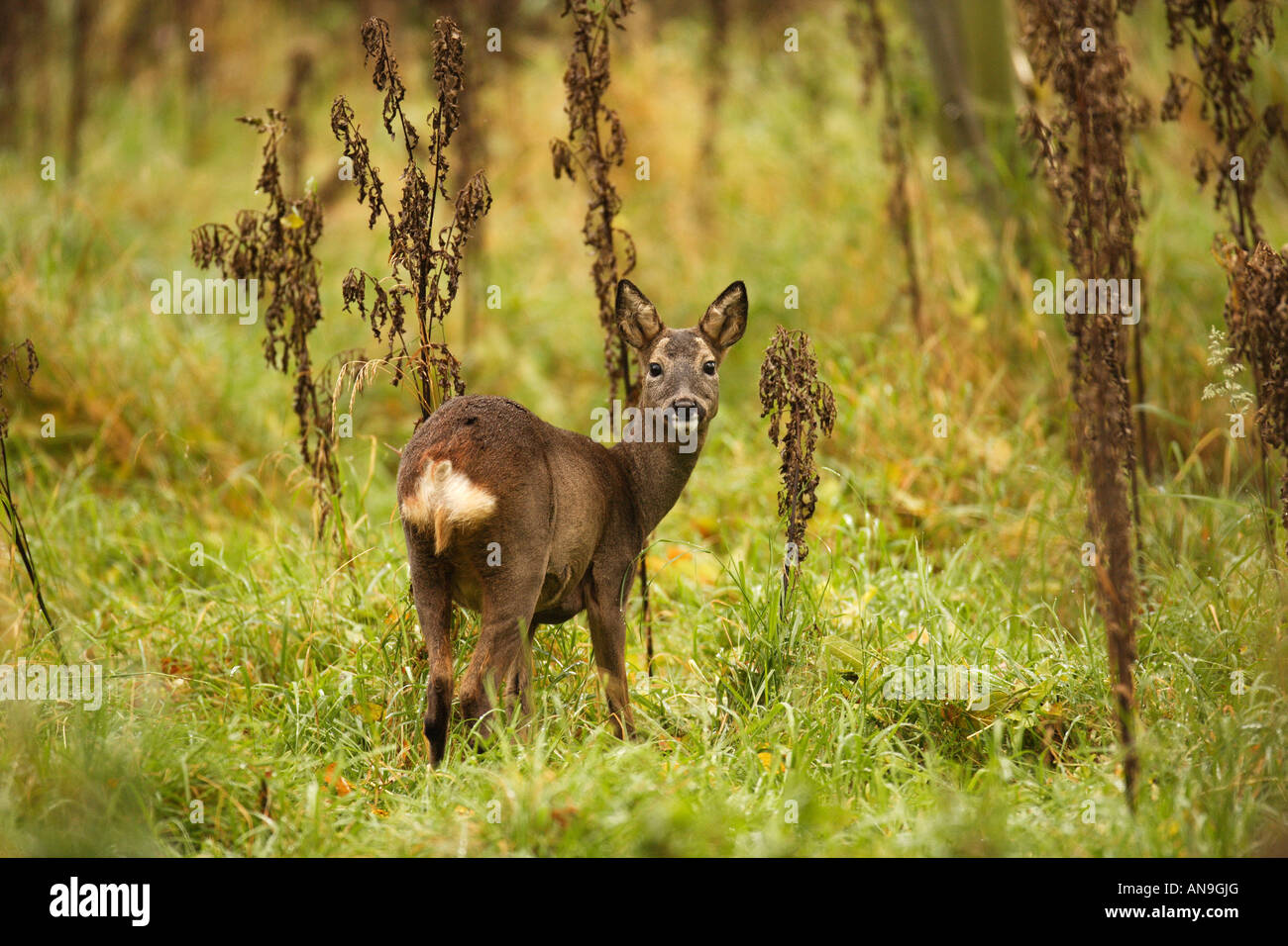 Il Capriolo Cervo Stalking, feste di addio al celibato Foto Stock