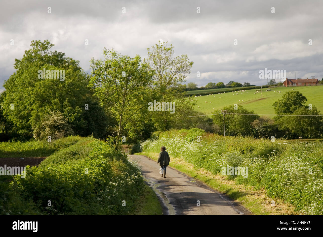 Donna cammina lungo una strada di campagna Oxfordshire, Regno Unito Foto Stock