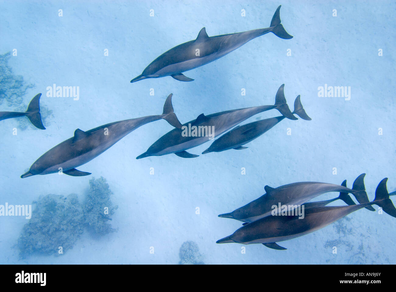 Dolphinhouse dolfins al Dolphin House schoal scuola famiglia gruppo Egitto Marsa nakari MAR ROSSO Marsa Alam El Quseir Reef Sha'ab Sa Foto Stock