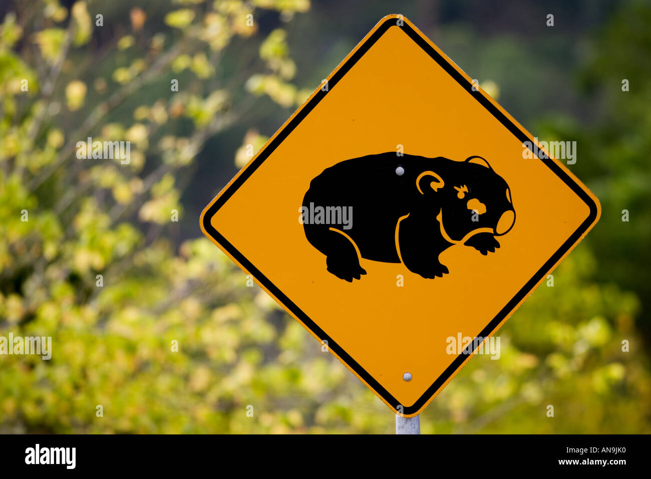 Wombat road segnale di avvertimento in prossimità di Wollombi Australia Foto Stock