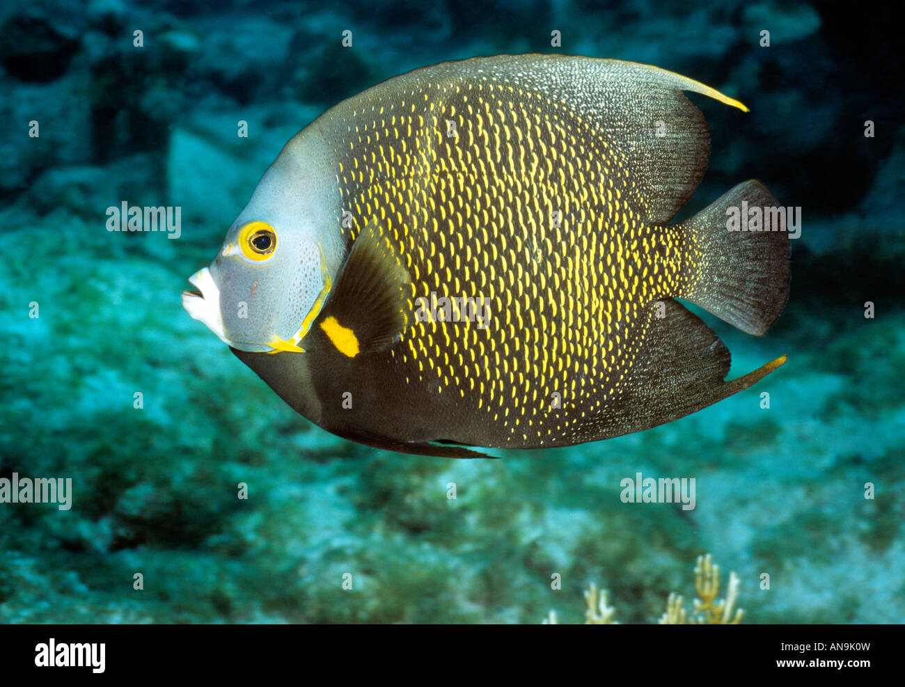 French angelfish dei Caraibi Foto Stock