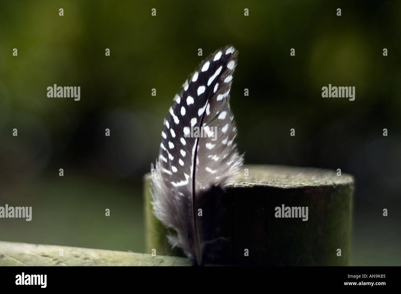 Feather intrappolato in una recinzione di legno Foto Stock