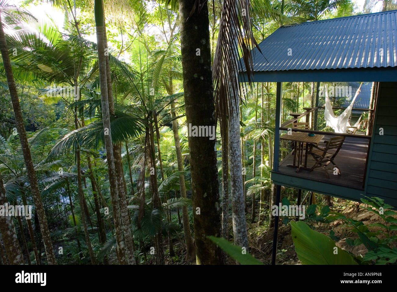 Silky Oaks Lodge in le cime degli alberi della foresta pluviale di Daintree Queensland Australia Foto Stock